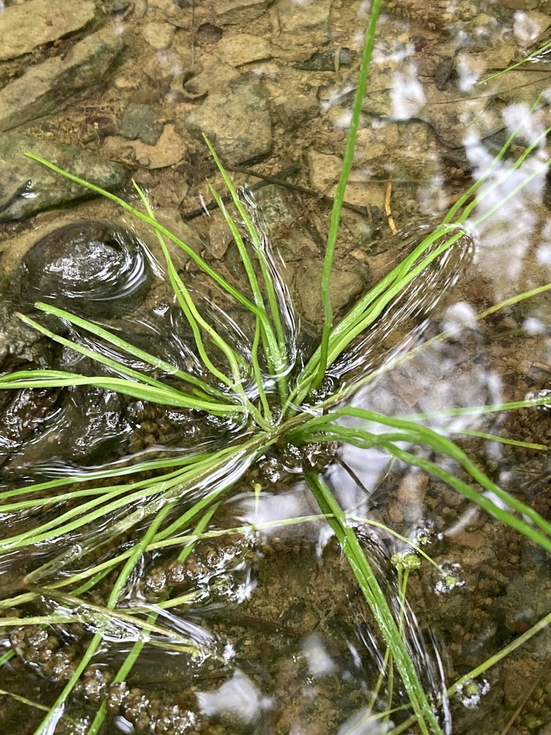 Appalachian Quillwort photo 7