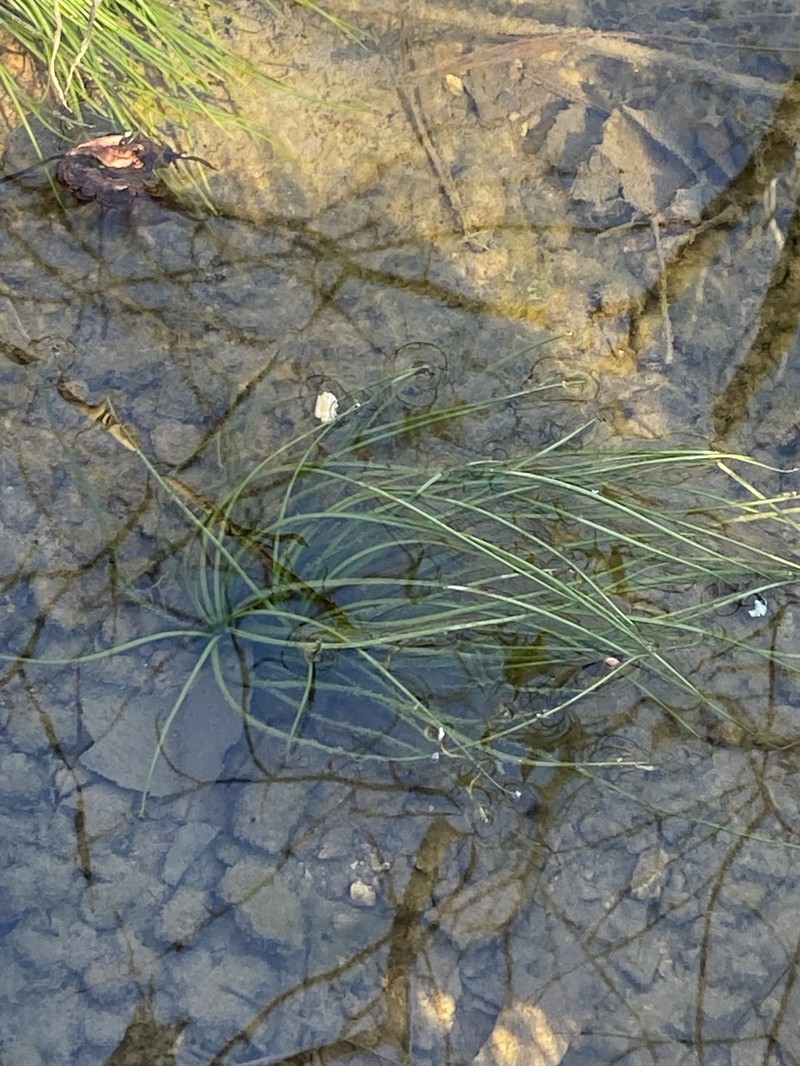 Appalachian Quillwort photo 8