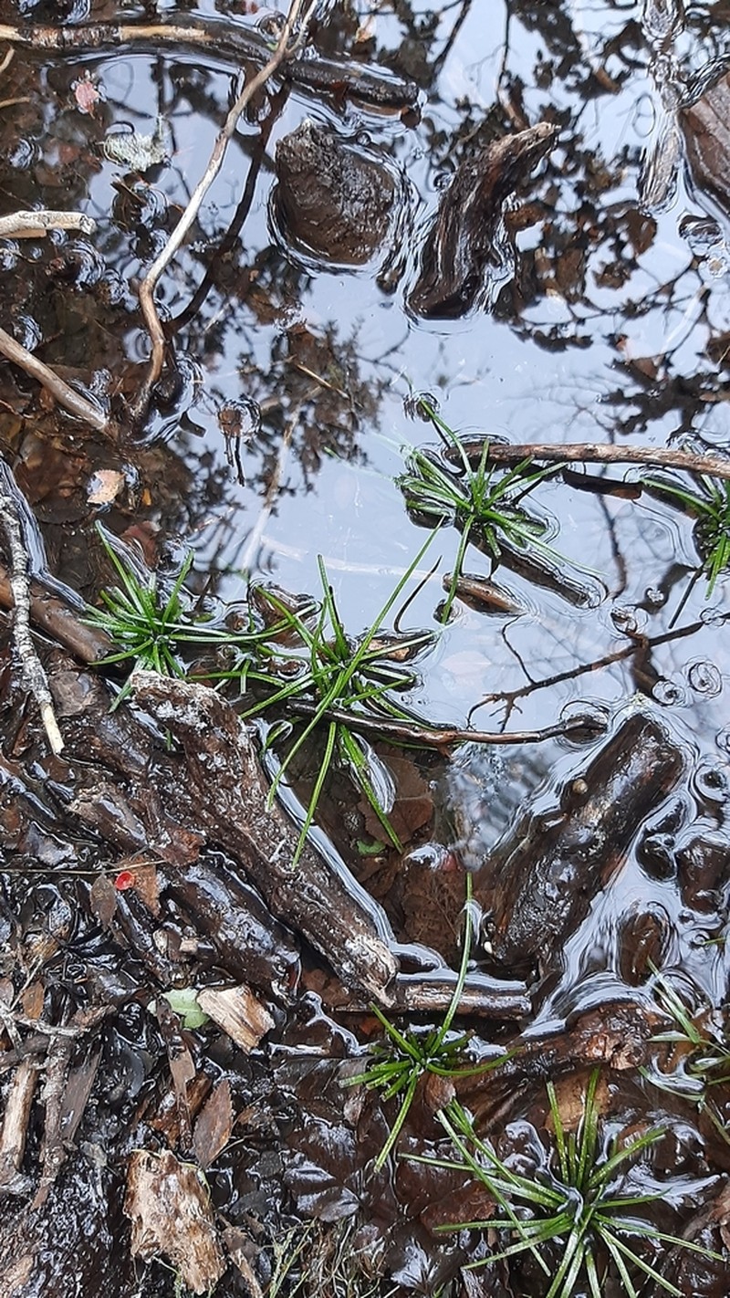 Isoetes araucaniana photo 4