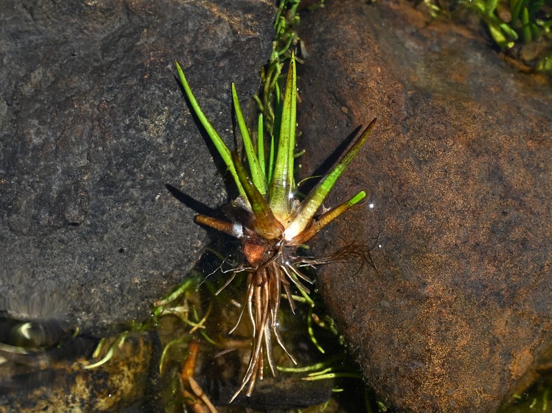 Isoetes araucaniana