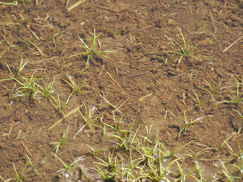 Isoetes asiatica