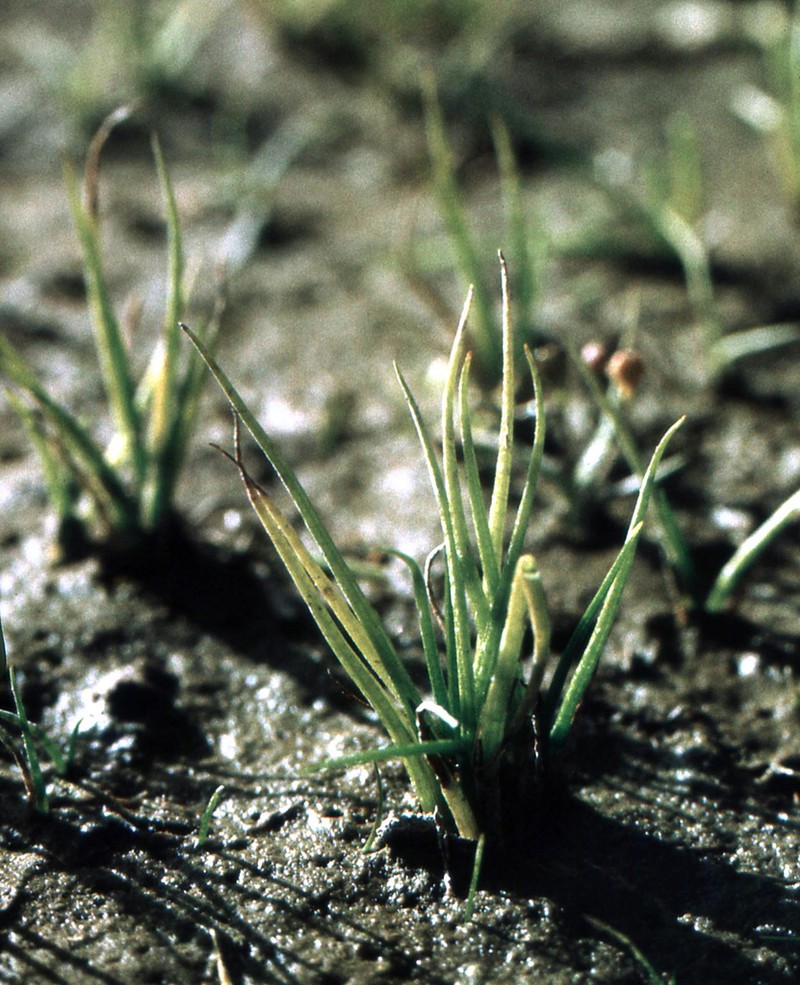 Isoetes asiatica photo 2