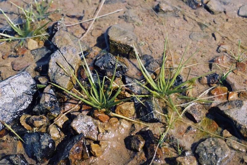 Isoetes asiatica photo 3