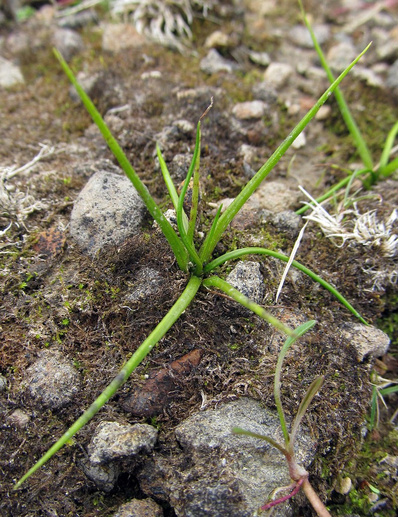 Isoetes asiatica photo 4