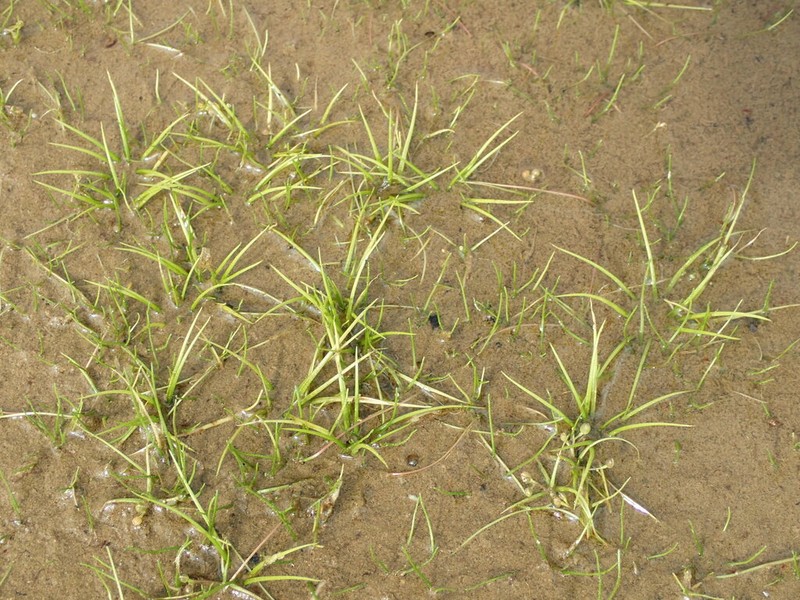 Isoetes asiatica photo 6