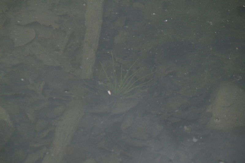 Isoetes asiatica photo 7