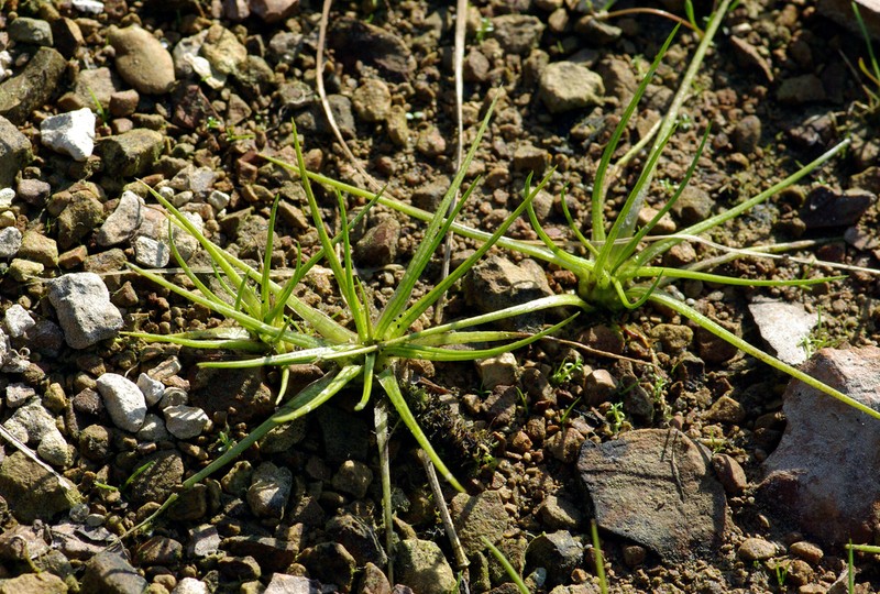 Isoetes asiatica photo 8