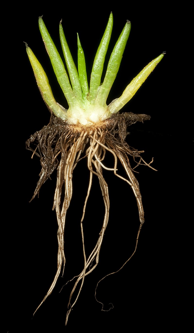 Isoetes australis