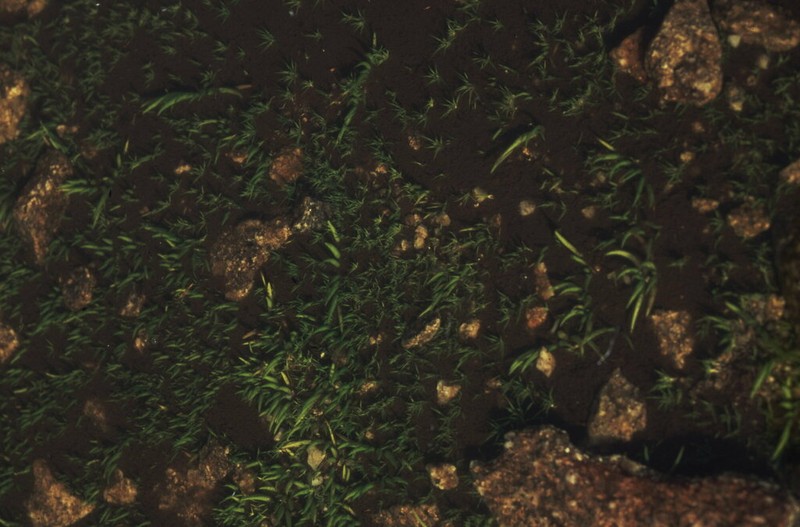 Isoetes australis photo 2