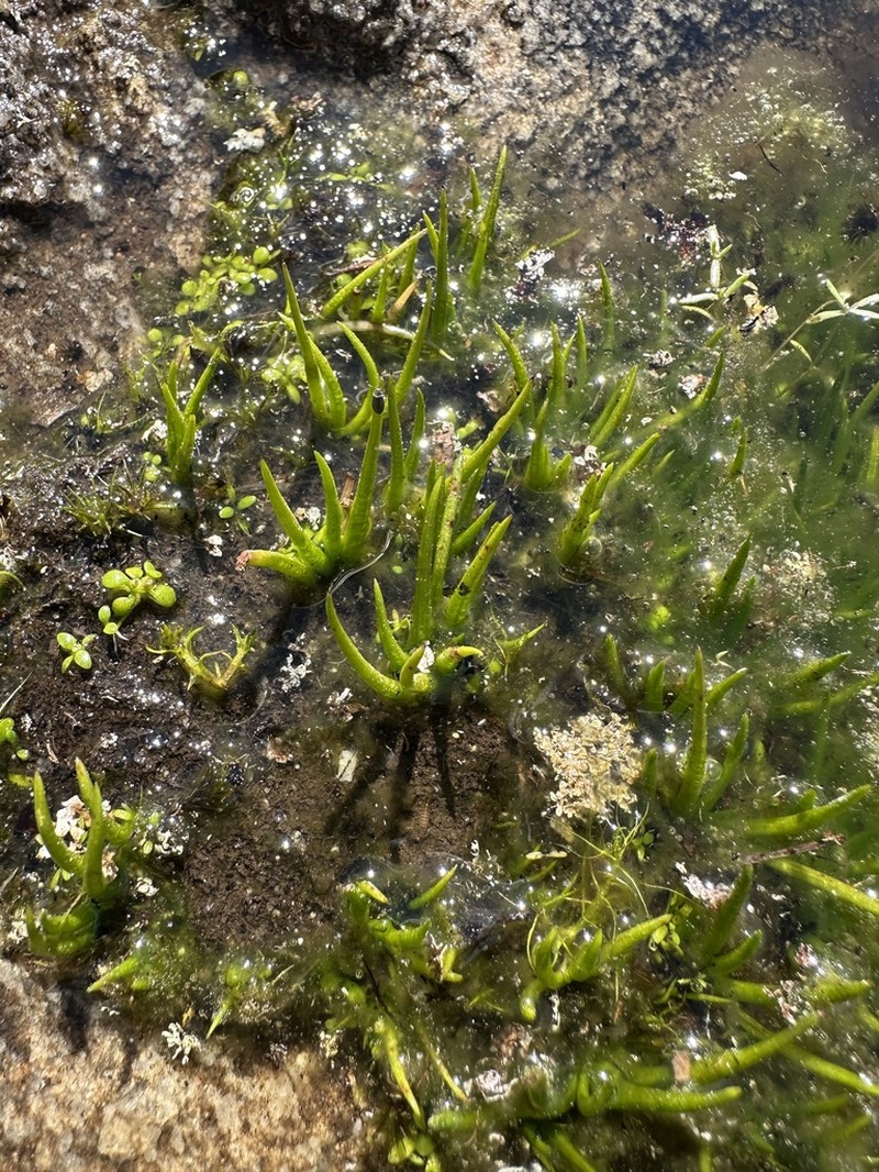 Isoetes australis photo 3