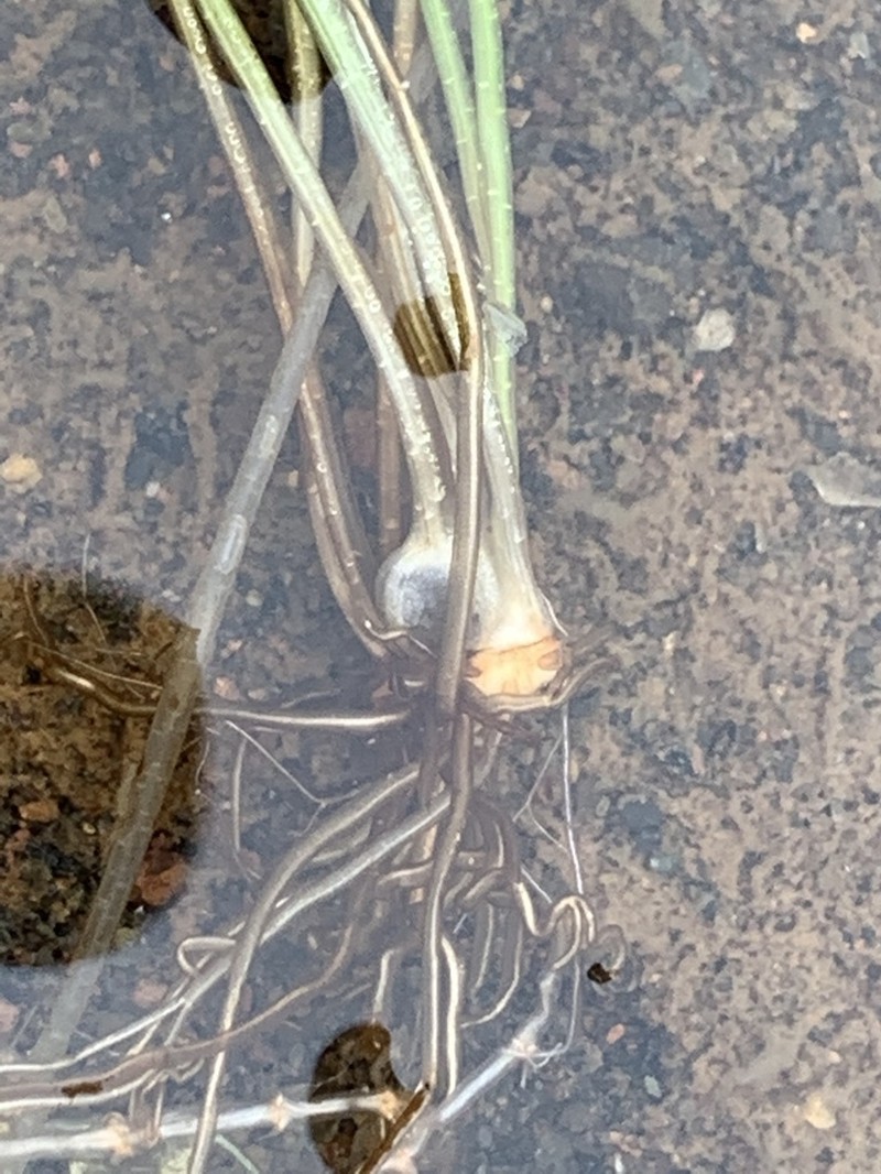 Isoetes azorica