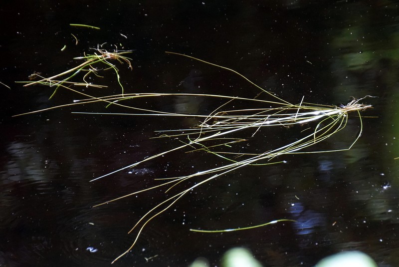 Isoetes azorica photo 2