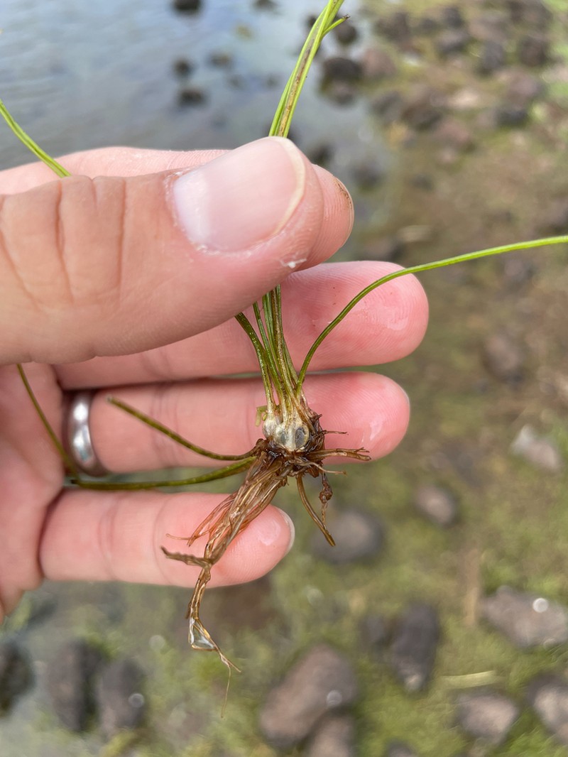 Isoetes azorica photo 3
