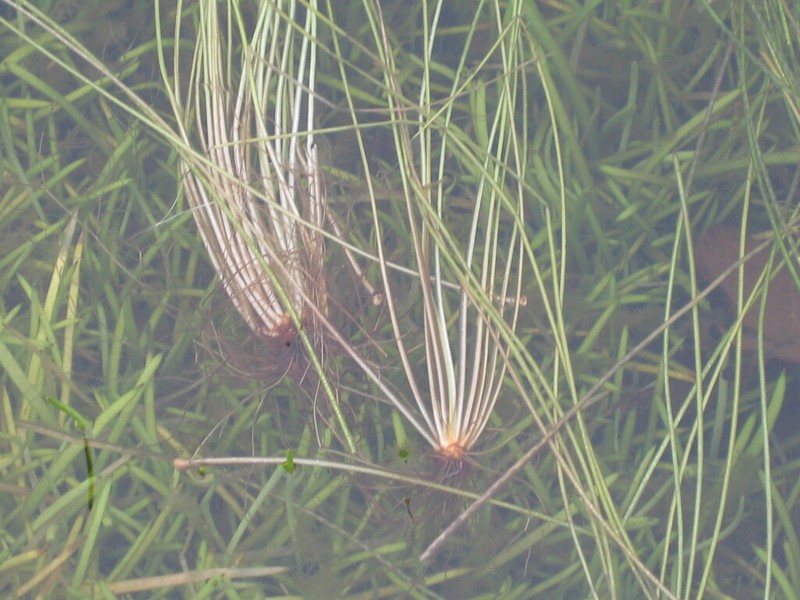 Isoetes azorica photo 4