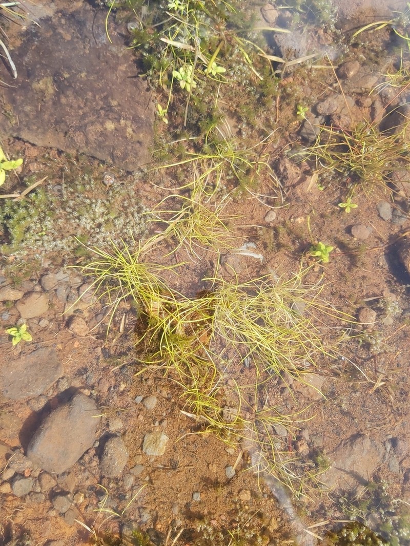 Isoetes azorica photo 5