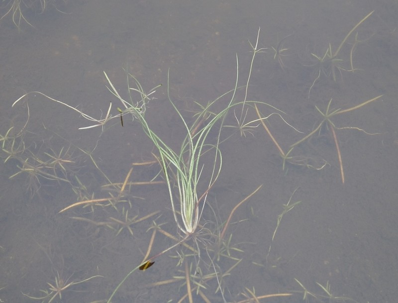 Isoetes azorica photo 6