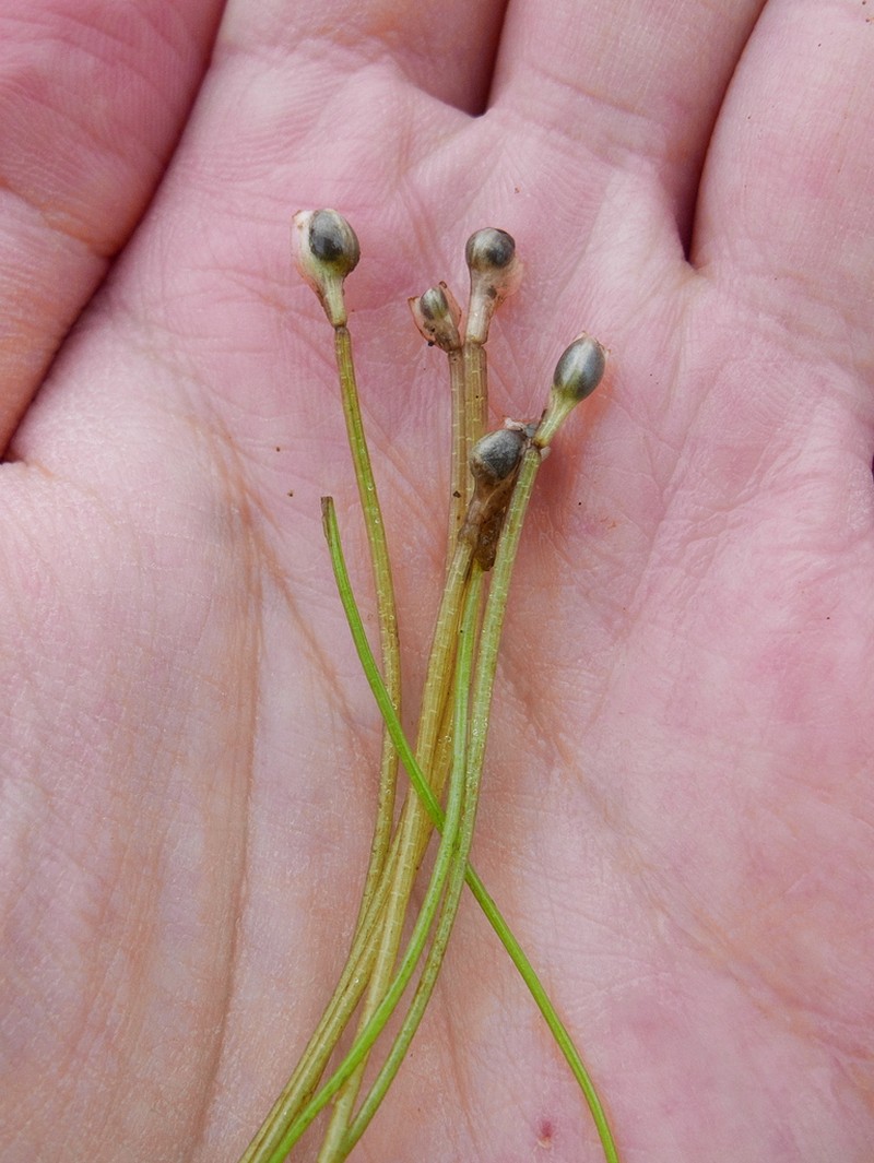 Isoetes azorica photo 7