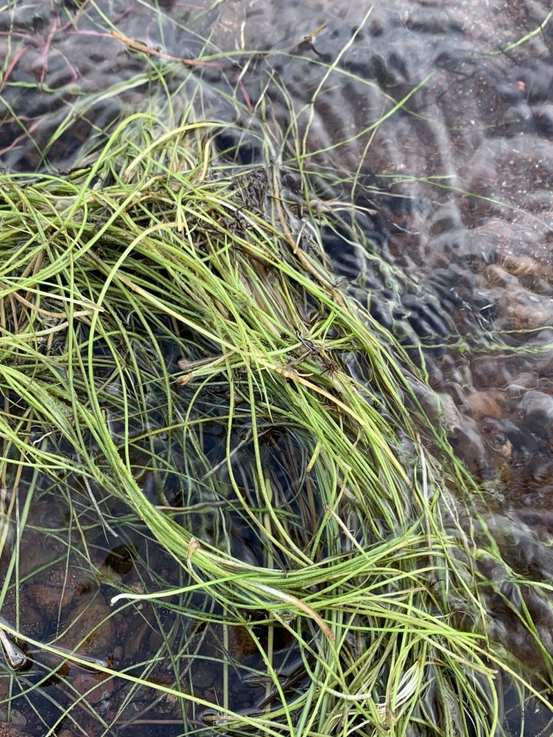 Isoetes azorica photo 8