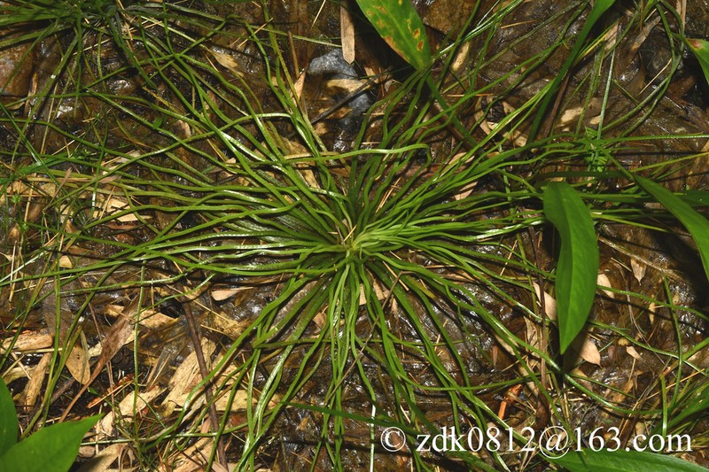 Isoetes baodongii