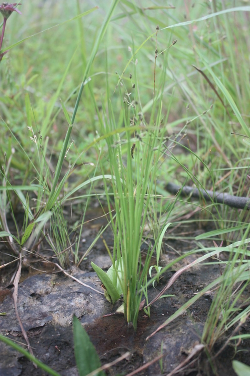 Isoetes biafrana