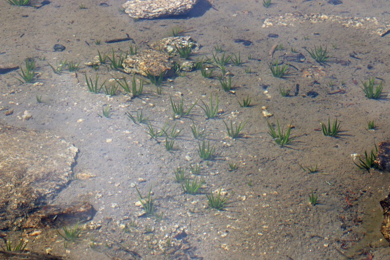 Bolander's Quillwort photo 4