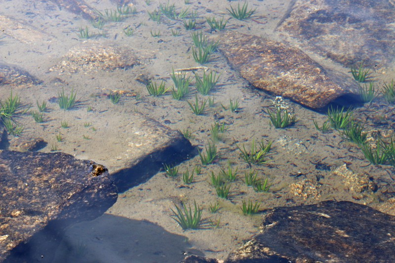 Bolander's Quillwort photo 5