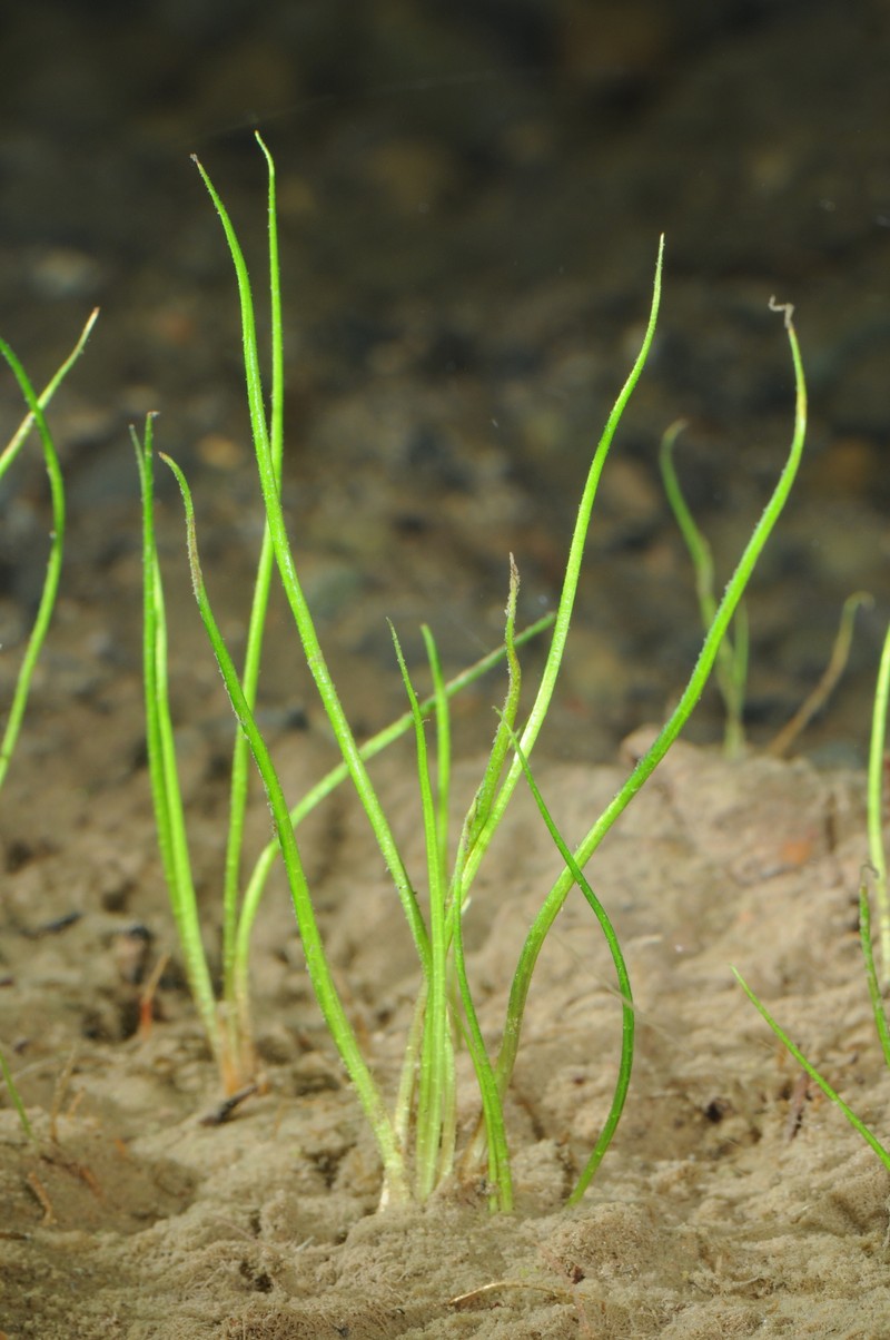 Bolander's Quillwort