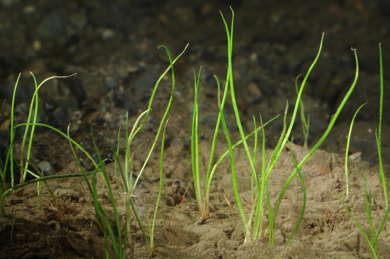 Bolander's Quillwort photo 2