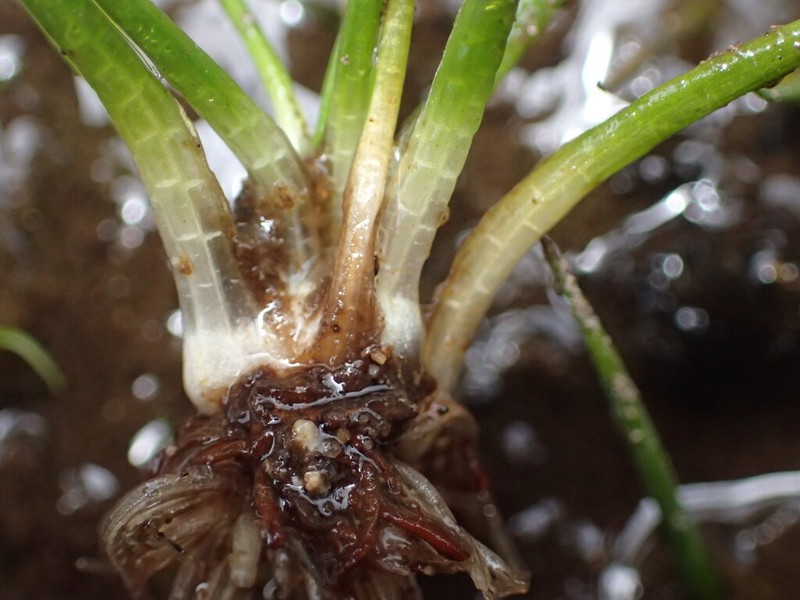 Bolander's Quillwort photo 2