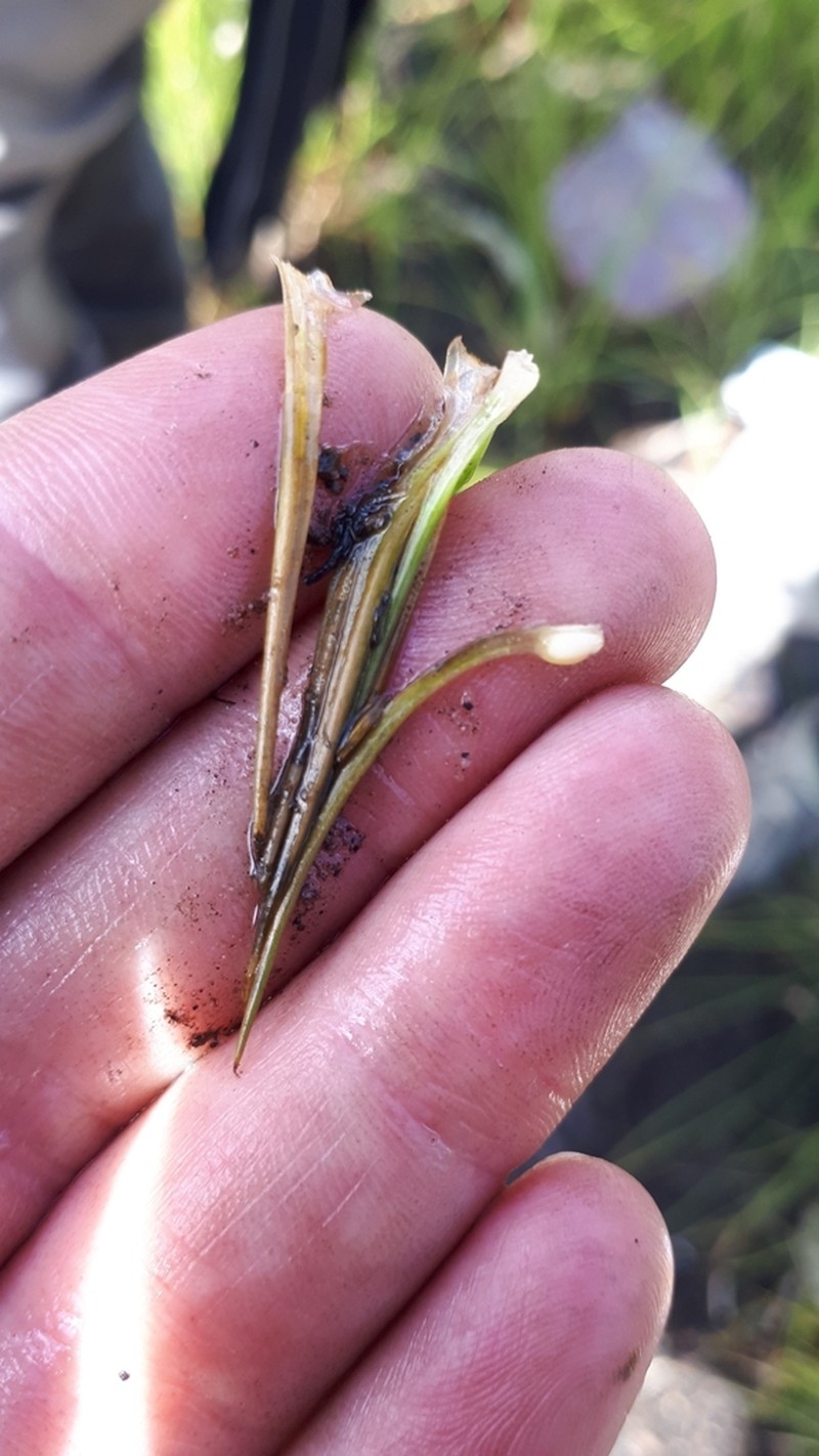 Bolander's Quillwort photo 3