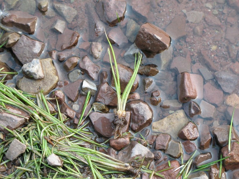 Bolander's Quillwort photo 4