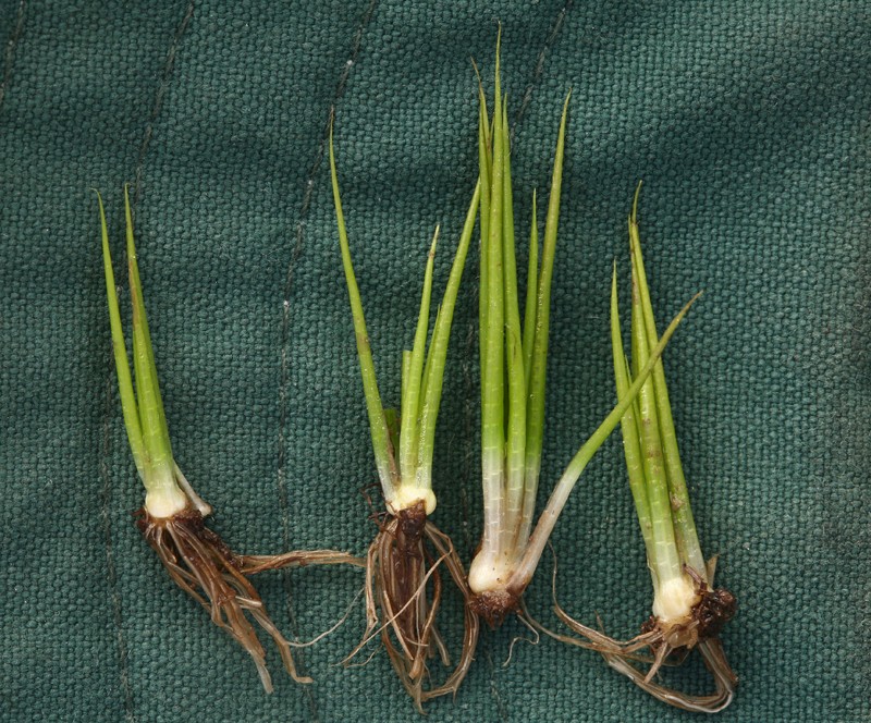 Bolander's Quillwort photo 6