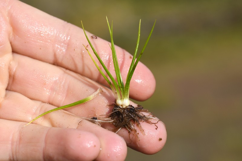 Bolander's Quillwort photo 7