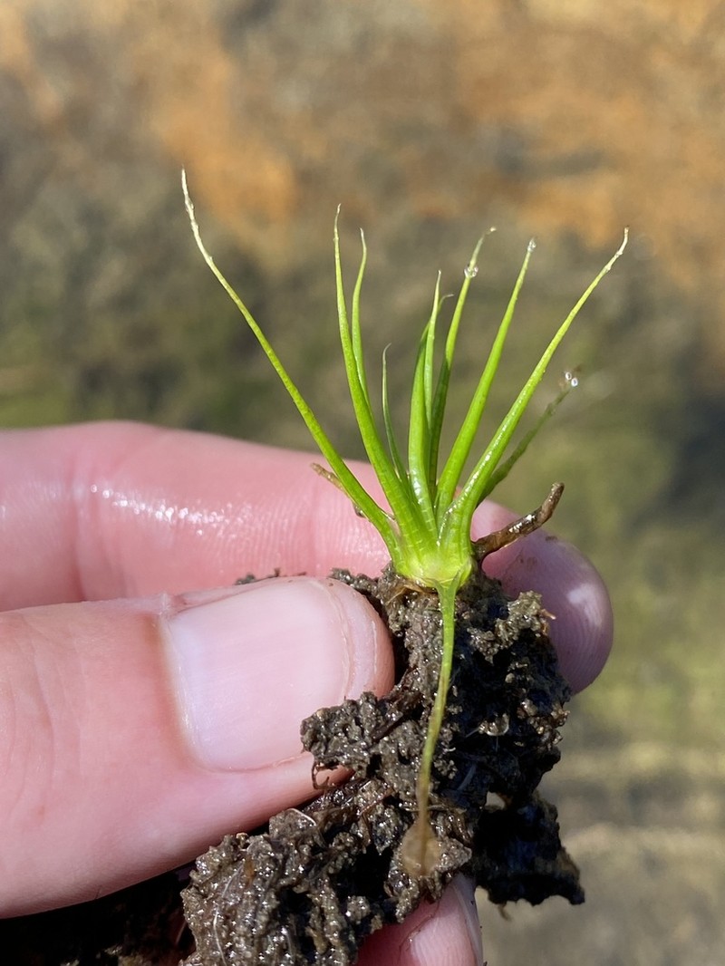 Bolander's Quillwort photo 8