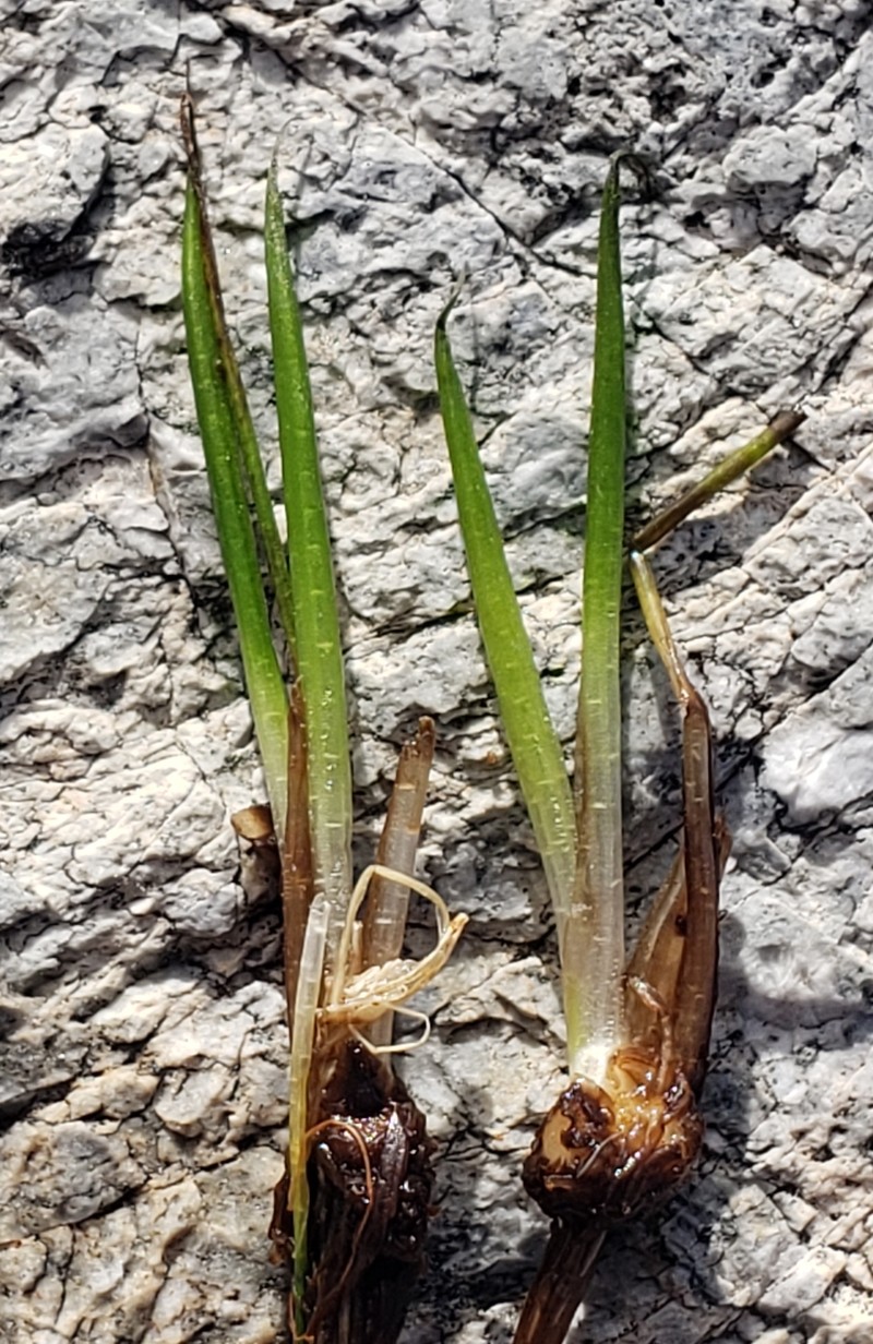 Isoetes bolanderi var. pygmaea