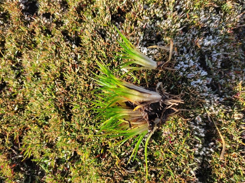 Isoetes boliviensis