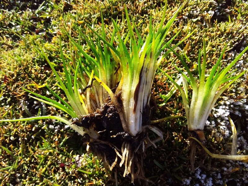 Isoetes boliviensis photo 3