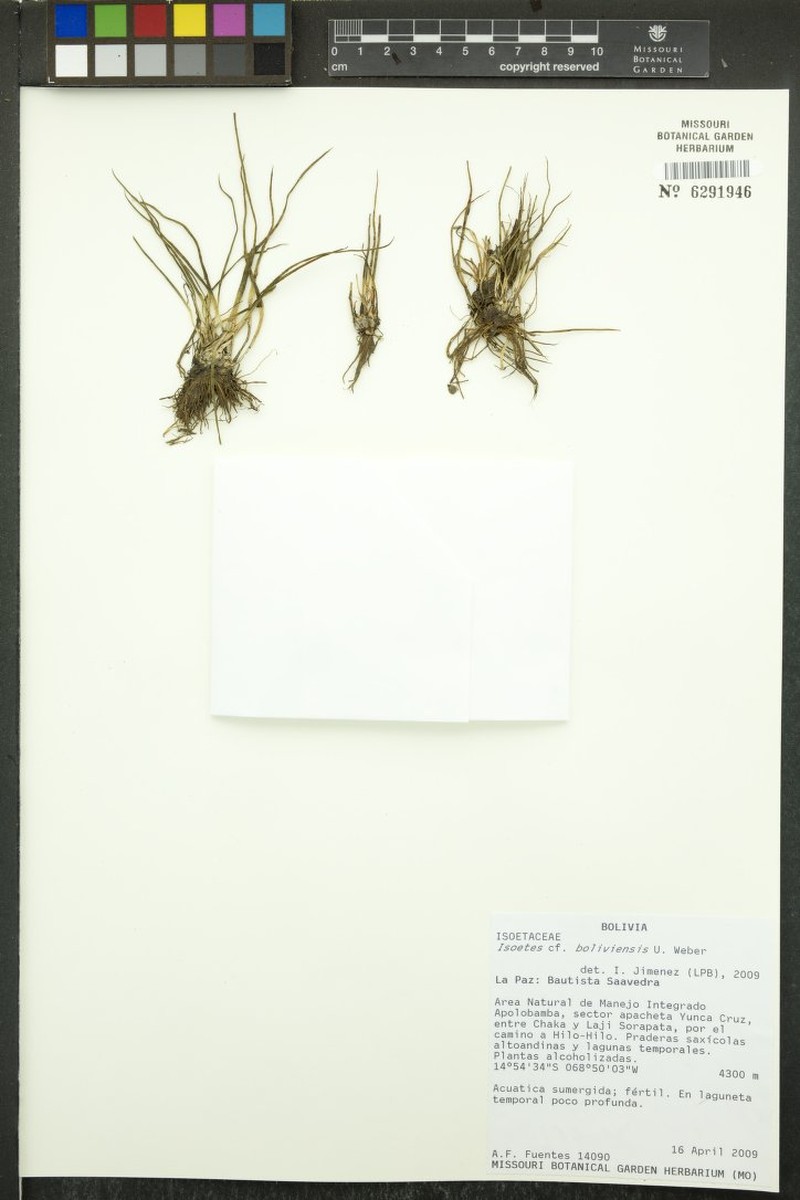 Isoetes boliviensis photo 5