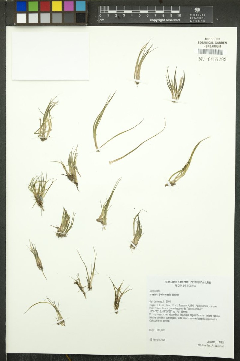 Isoetes boliviensis photo 6