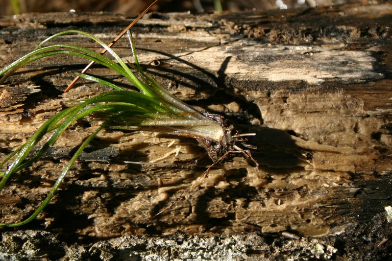 Boom's Quillwort photo 3