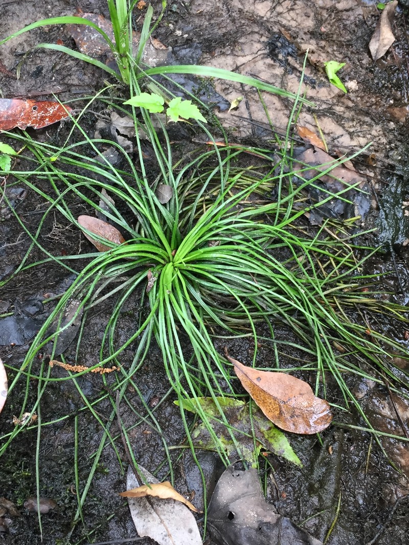 Boom's Quillwort photo 4
