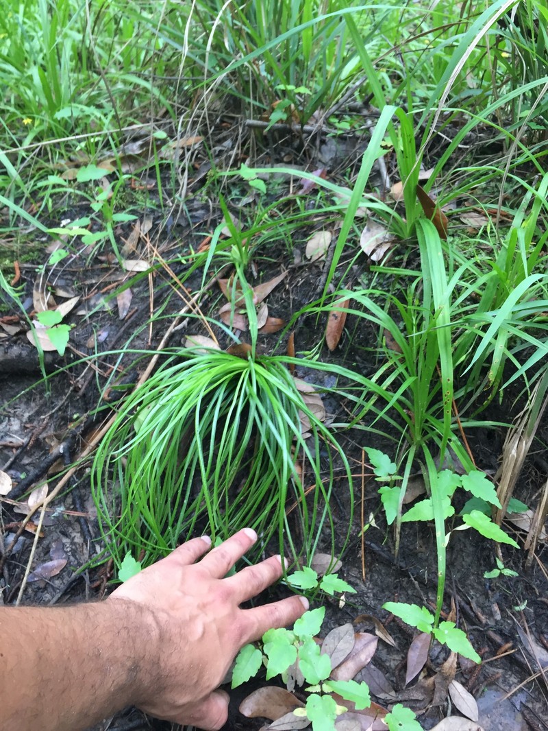 Boom's Quillwort photo 5