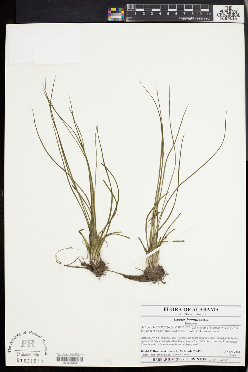 Boom's Quillwort photo 7
