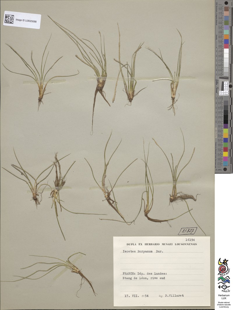 Isoetes boryana