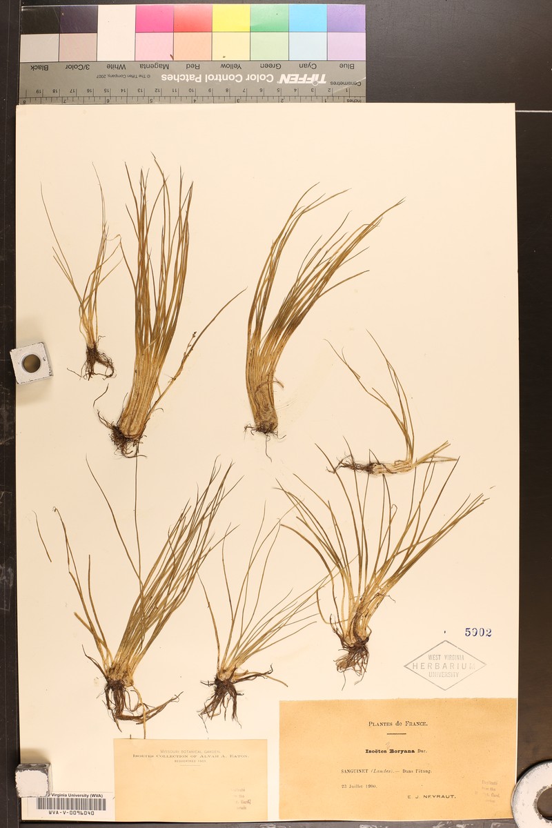 Isoetes boryana photo 2