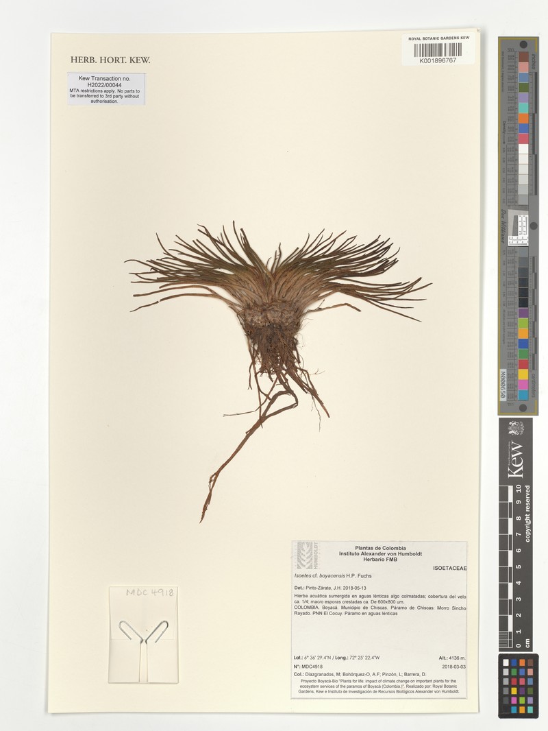 Isoetes boyacensis