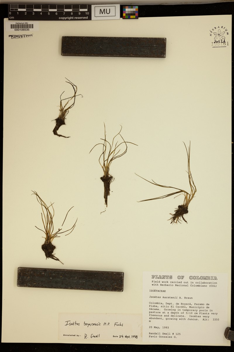 Isoetes boyacensis photo 2