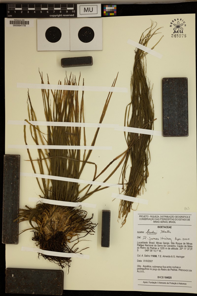 Isoetes bradei