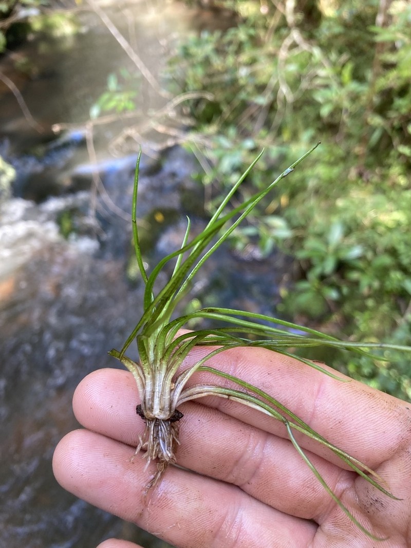 Isoetes brasiliensis photo 3