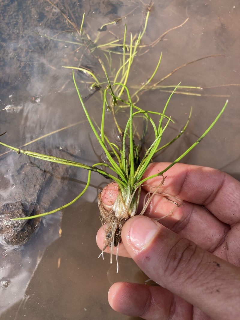 Isoetes brasiliensis photo 4